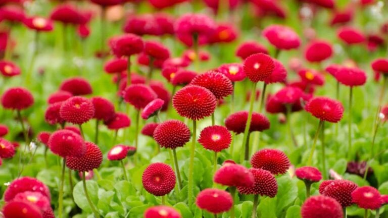 summer red flowers 3840x2160 1 768x432