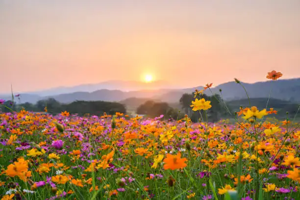 Flower meadow